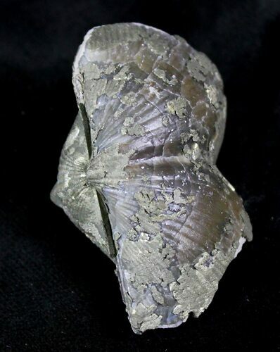 Large Pyrite Replaced Brachiopod - Silica Shale #26868